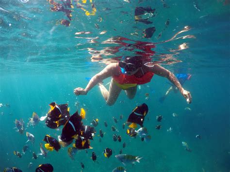 cabo pulmo tours|cabo pulmo snorkeling tours.